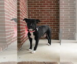 Small #13 American Staffordshire Terrier Mix