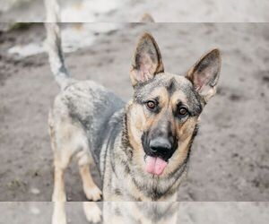 German Shepherd Dog Dogs for adoption in Longview, WA, USA