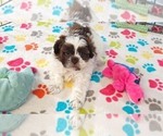 Small #6 ShihPoo