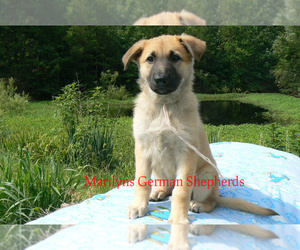 German Shepherd Dog Puppy for Sale in PIEDMONT, Missouri USA