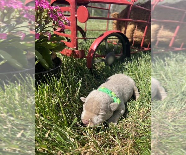 Medium Photo #2 Labrador Retriever Puppy For Sale in NEOLA, WV, USA