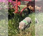 Small #1 Labrador Retriever