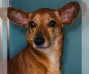 Mutt Dogs for adoption in San Antonio, TX, USA