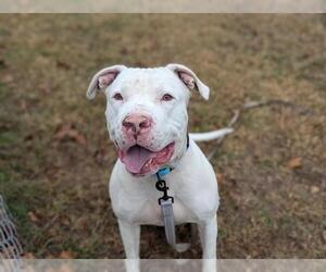 Dogo Argentino Dogs for adoption in Ocala, FL, USA