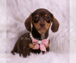 Small Photo #63 Dachshund Puppy For Sale in WARSAW, IN, USA