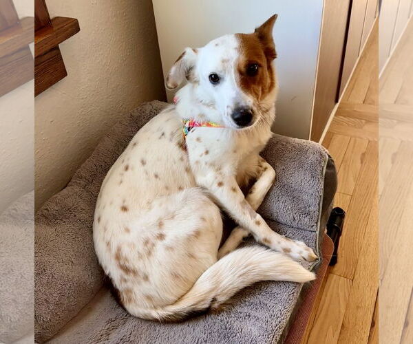 Medium Photo #2 Red Heeler-Unknown Mix Puppy For Sale in Fargo, ND, USA