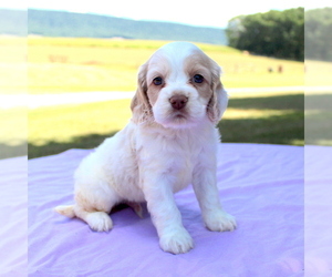 Cocker Spaniel Puppy for sale in KLINGERSTOWN, PA, USA