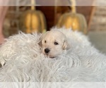 Small Photo #15 Labradoodle Puppy For Sale in TAHLEQUAH, OK, USA