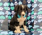 Small Photo #2 Cockapoo-Shetland Sheepdog Mix Puppy For Sale in COCHRANVILLE, PA, USA