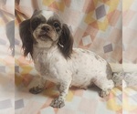 Small Photo #1 Mal-Shi Puppy For Sale in RICHMOND, MO, USA