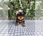 Small #4 Morkie