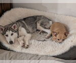 Small #2 Siberian Husky Mix