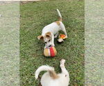 Small #2 Retriever  Mix