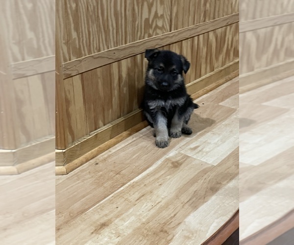 Medium Photo #2 German Shepherd Dog Puppy For Sale in MADISON HEIGHTS, VA, USA