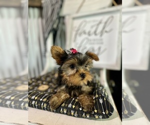 Yorkshire Terrier Puppy for sale in NAPPANEE, IN, USA