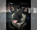 Small #2 German Shepherd Dog