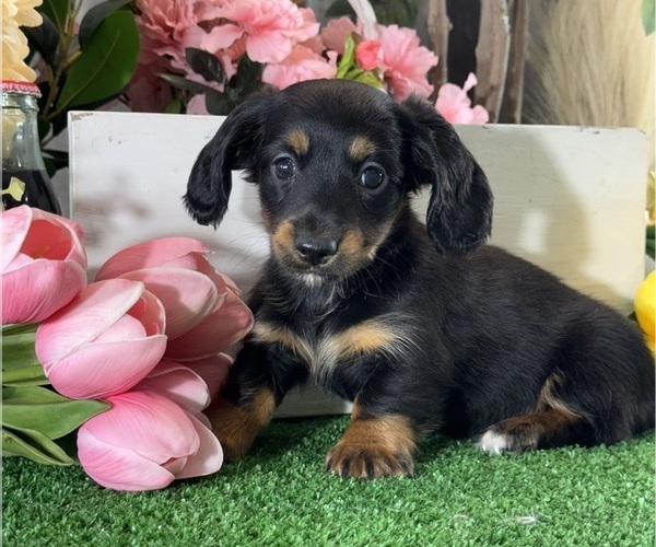 Medium Photo #3 Dachshund Puppy For Sale in CANOGA, NY, USA