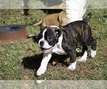 Small Photo #13 Olde English Bulldogge Puppy For Sale in OVERLAND, KS, USA