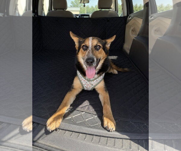 Medium Photo #15 Unknown-Welsh Corgi Mix Puppy For Sale in Oakhurst, NJ, USA