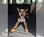 Small #14 Welsh Corgi Mix