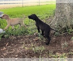 Puppy Dark brown girl Great Dane
