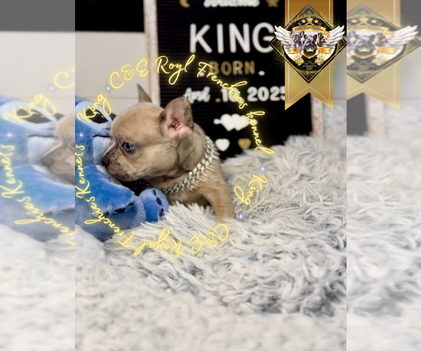 Medium Photo #3 French Bulldog Puppy For Sale in ATHENS, GA, USA