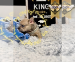 Small #2 French Bulldog