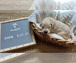 Small #2 Goldendoodle
