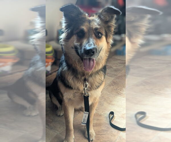 Medium Photo #4 German Shepherd Dog-Unknown Mix Puppy For Sale in Monte Vista, CO, USA