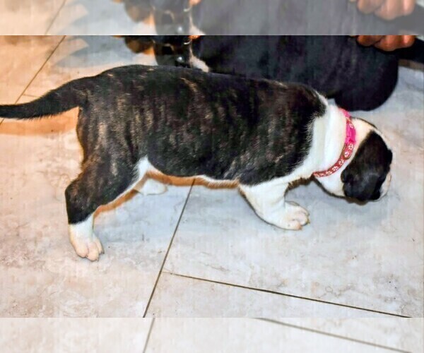Medium Photo #47 Presa Canario Puppy For Sale in PHILADELPHIA, PA, USA