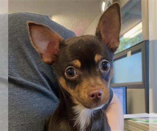 Medium Photo #1 Chihuahua Puppy For Sale in Woodland, CA, USA