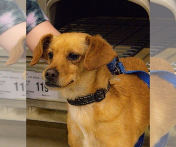 Medium Photo #1 Dachshund-Unknown Mix Puppy For Sale in Aurora, IN, USA