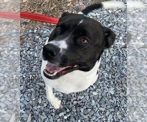 Labrador Retriever-Unknown Mix Dogs for adoption in Rustburg, VA, USA