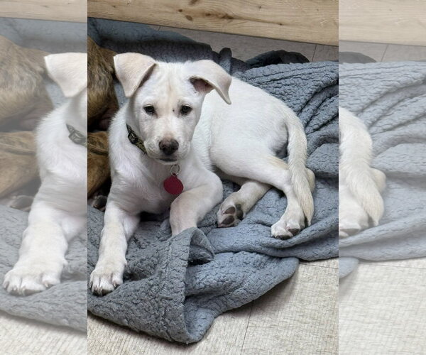 Medium Photo #1 Labrador Retriever-Unknown Mix Puppy For Sale in Genesee, WI, USA