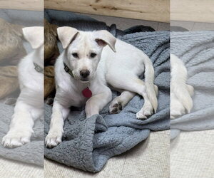 Labrador Retriever-Unknown Mix Dogs for adoption in Genesee, WI, USA