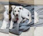 **PADDINGTON** - Female Labrador Retriever-Unknown Mix Dog for Adoption - Small photo