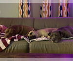 Small #12 American Staffordshire Terrier Mix
