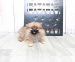 Small Photo #3 Pomeranian Puppy For Sale in MARIETTA, GA, USA