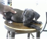 Small American Pit Bull Terrier-Labrador Retriever Mix