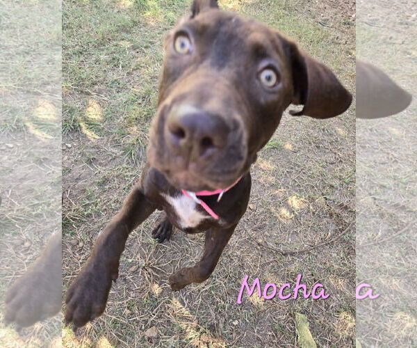 Medium Photo #1 Mutt Puppy For Sale in Jackson, MS, USA