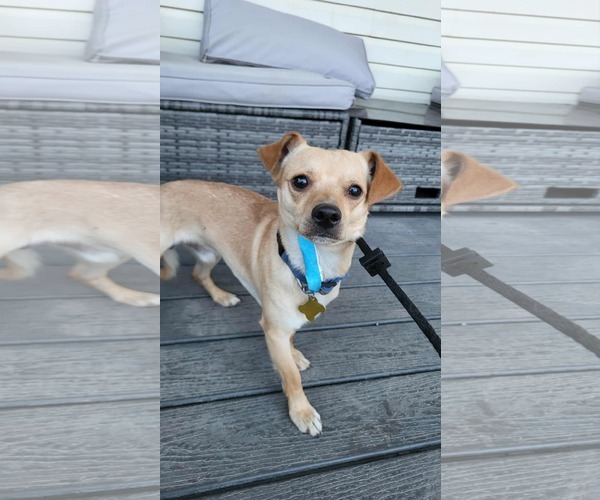 Medium Photo #2 Chihuahua Puppy For Sale in Sandy, UT, USA