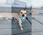 Small #1 Chihuahua