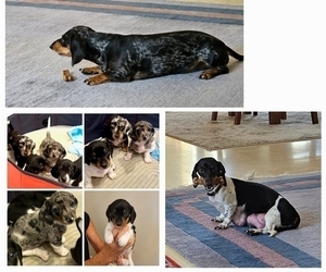 Dachshund Litter for sale in NAPLES, FL, USA