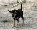 Small #6 Shepradors