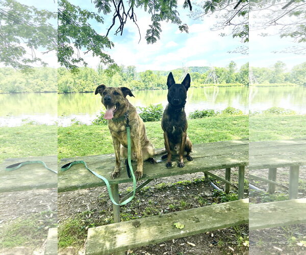 Medium Photo #2 German Shepherd Dog-Unknown Mix Puppy For Sale in Lancaster, PA, USA