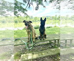 Small #1 German Shepherd Dog Mix