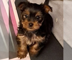 Yorkshire Terrier Puppy for sale in GRAND RAPIDS, MI, USA