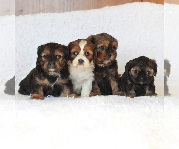 Medium Photo #4 Cavapoo Puppy For Sale in NARVON, PA, USA