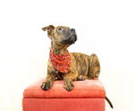 Small #1 Plott Hound Mix
