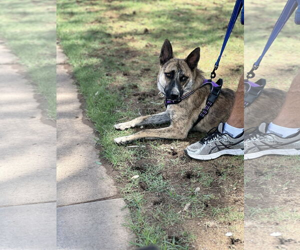 Medium Photo #4 Holland Shepherd-Unknown Mix Puppy For Sale in Chandler, AZ, USA